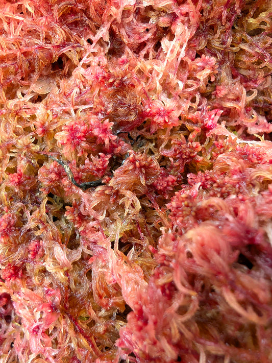 Sfagno vivo "Pink" Premium Quality