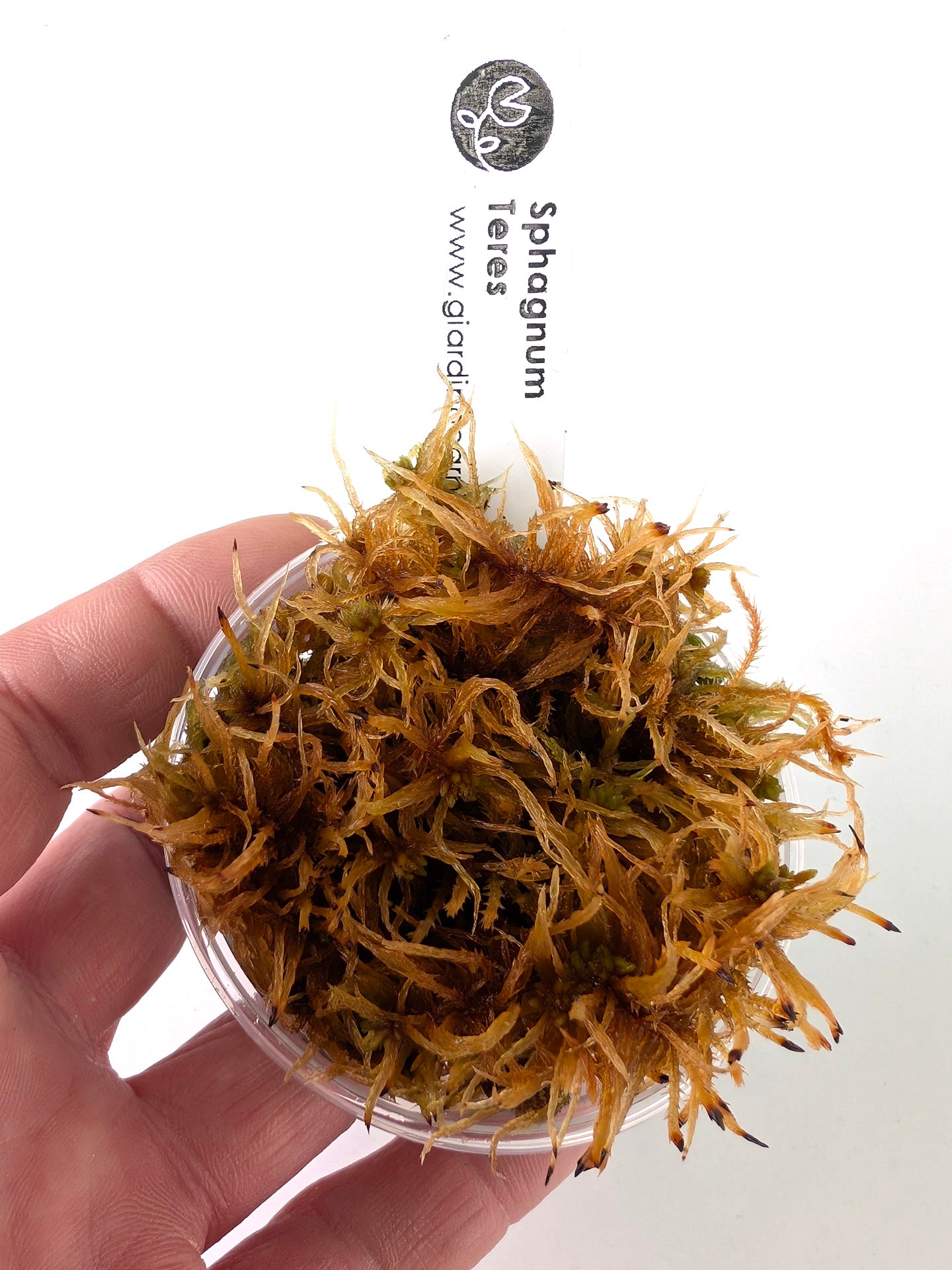 Live sphagnum: Sphagnum teres