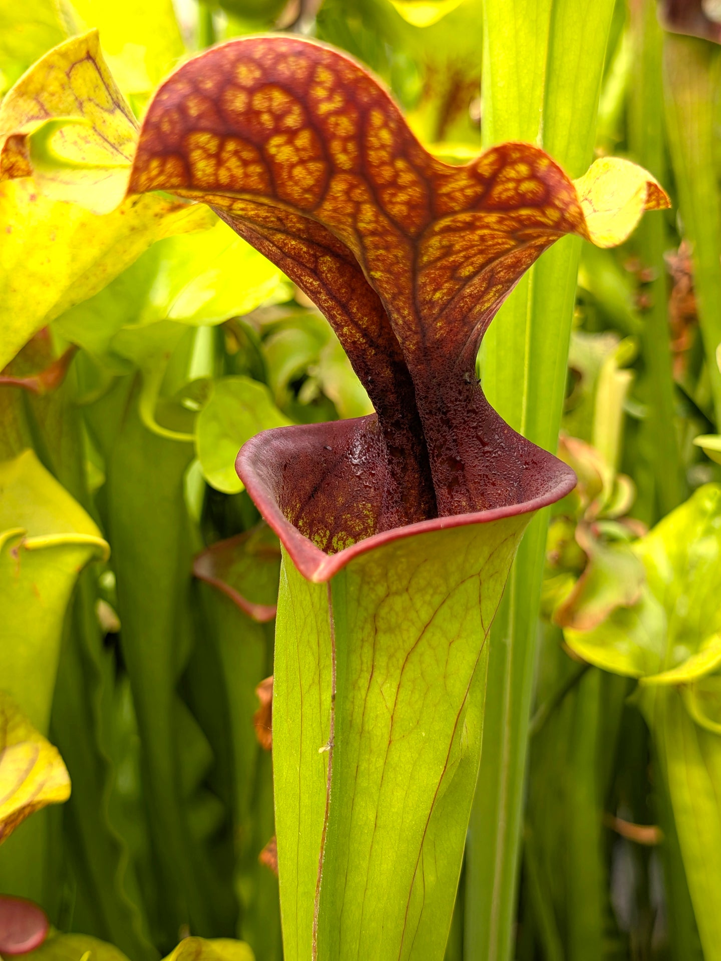 Sarracenia hybrid SH01 RVL x F88 MK
