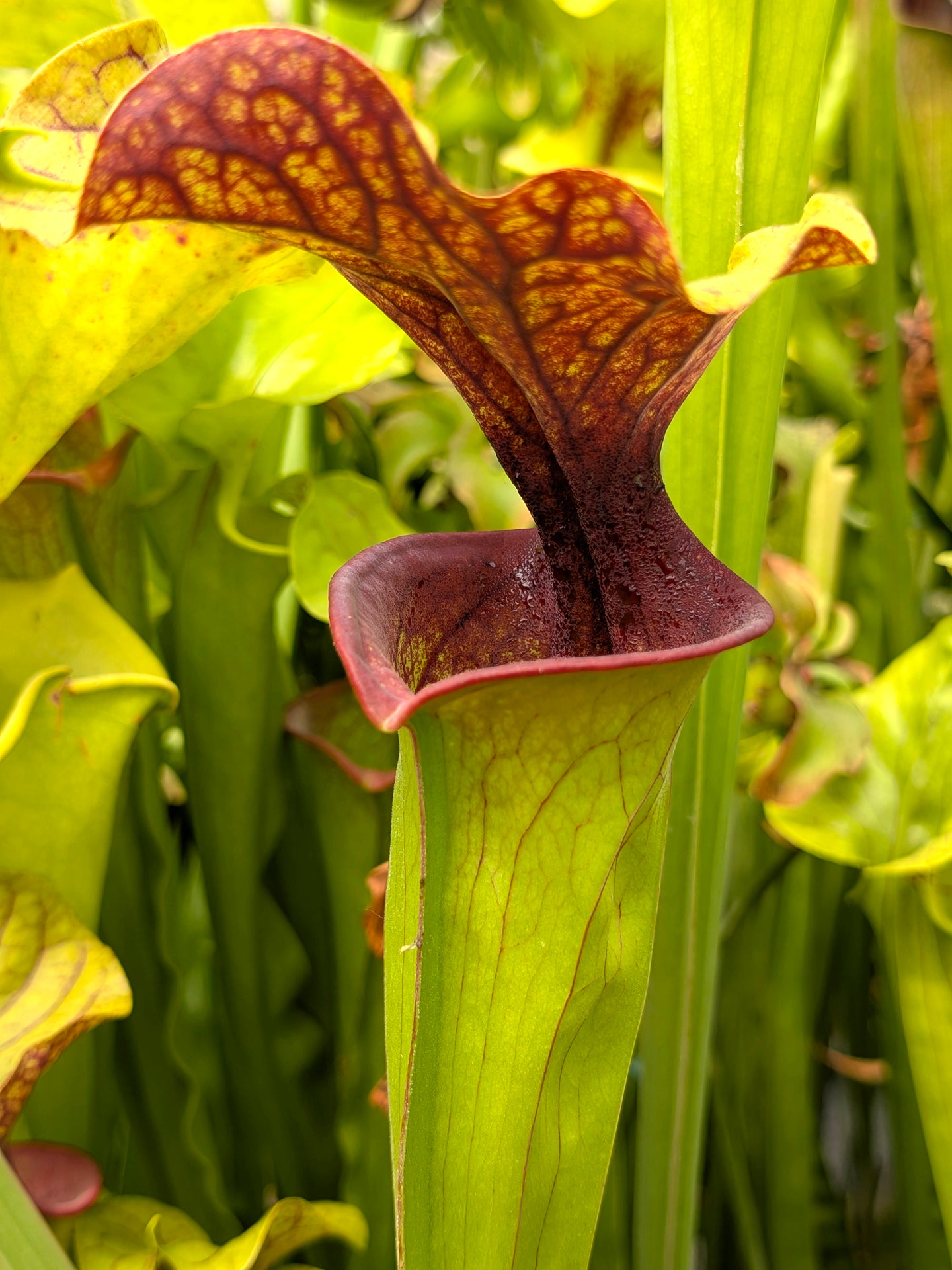 Sarracenia hybrid SH01 RVL x F88 MK