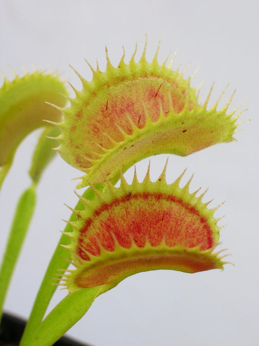 Dionaea muscipula  Shark's teeth