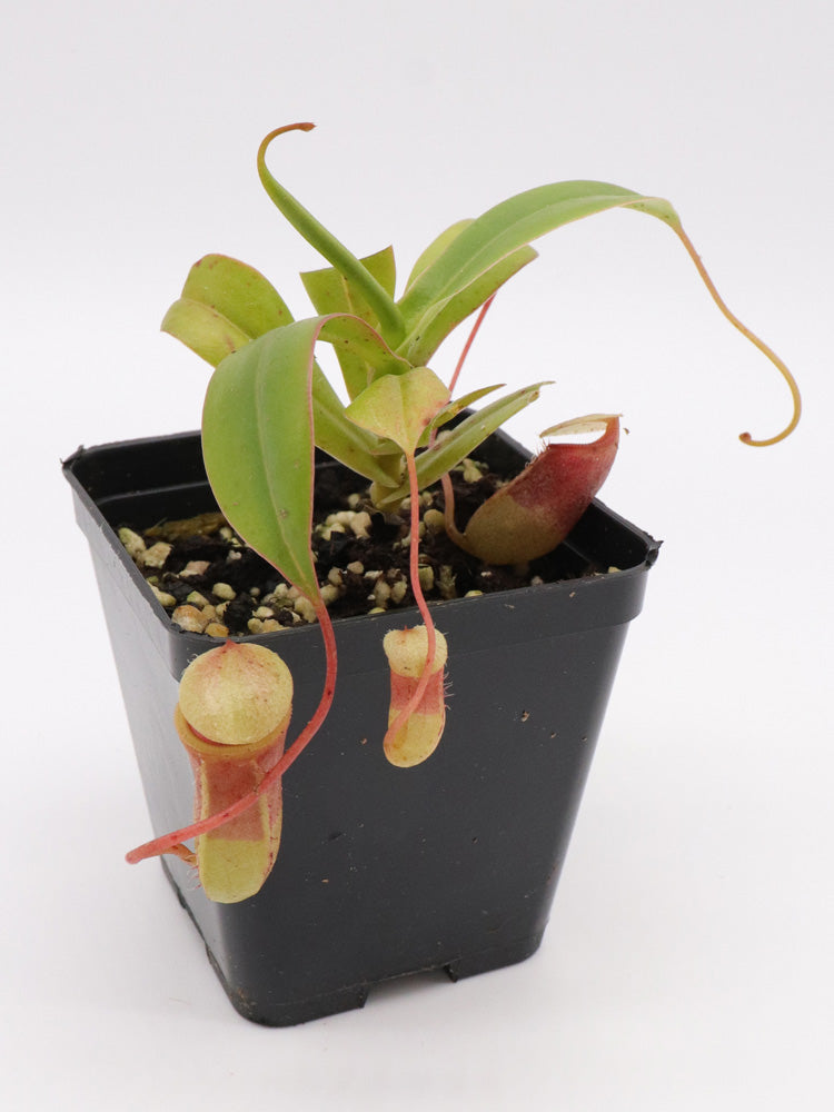 Nepenthes sibuyanensis Guiting-Guiting, Philippines