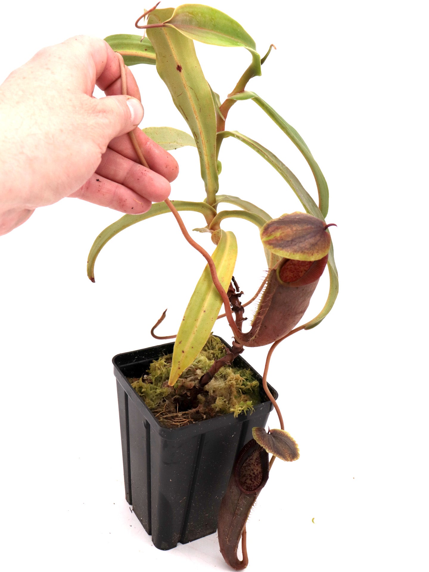 Nepenthes singalana Pasaman , Sumatra