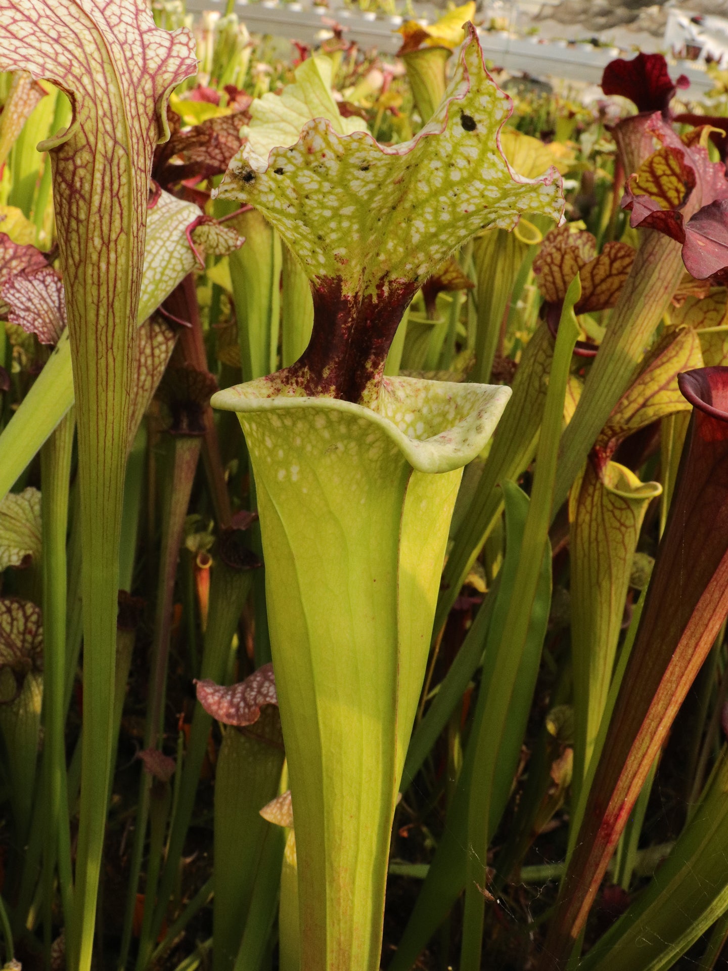 Sarracenia "White Walker"