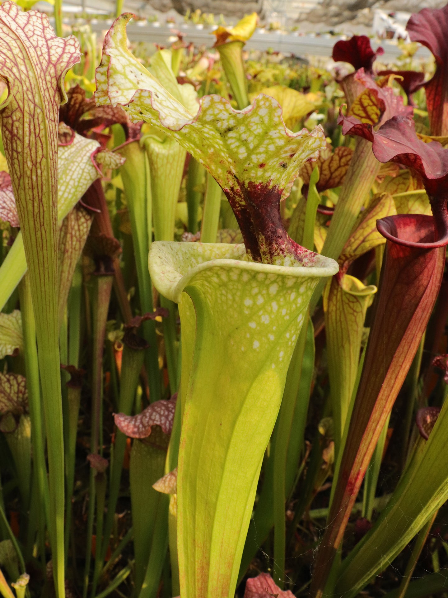 Sarracenia "White Walker"