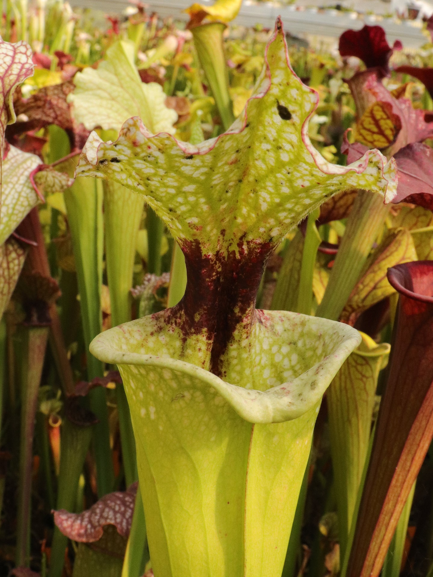 Sarracenia "White Walker"