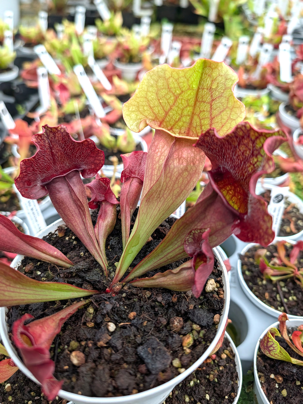 Sarracenia "Skywatcher" x Buddha Belly GC Seedgrown