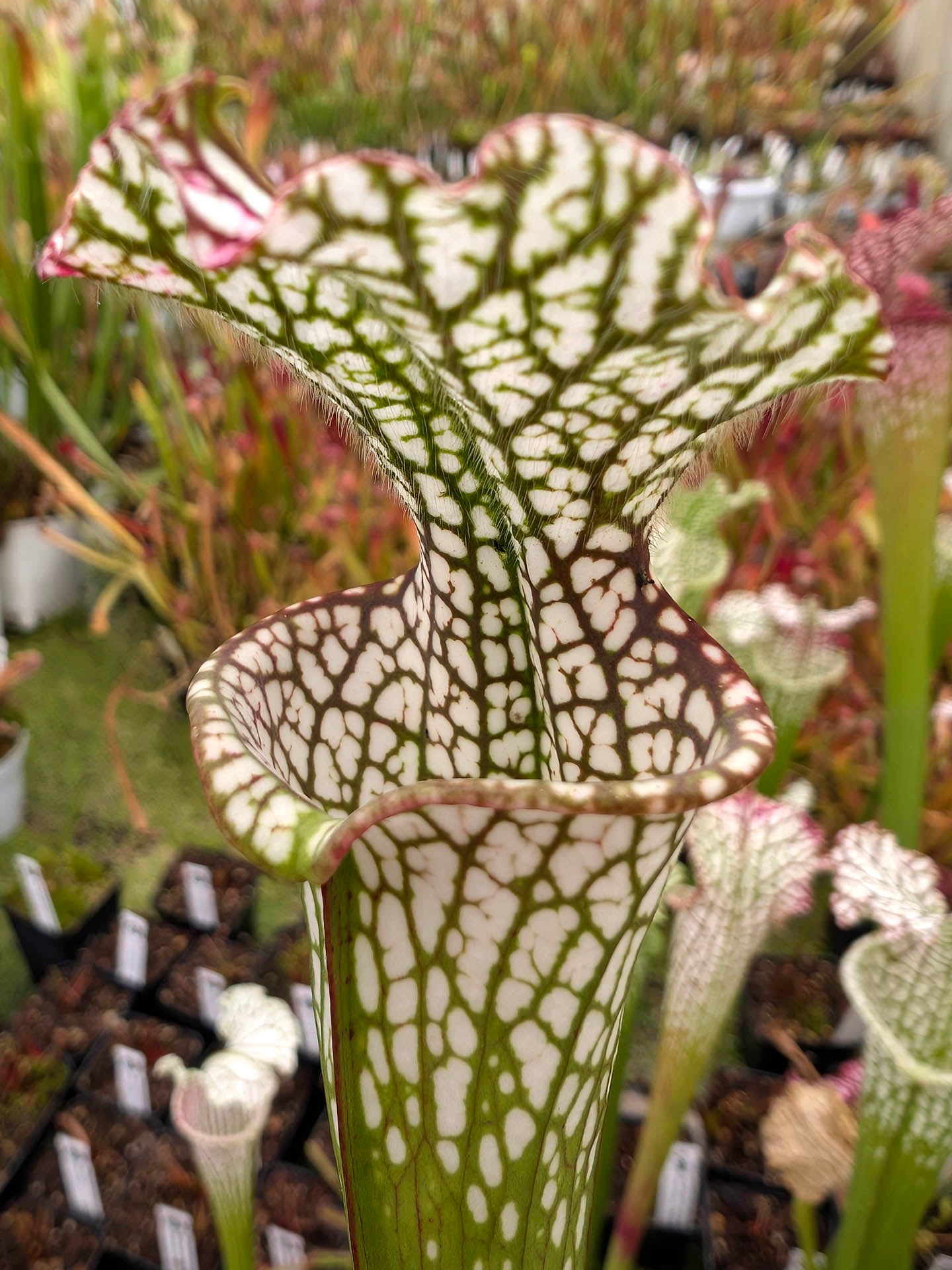Sarracenia leucophylla SL60 AC