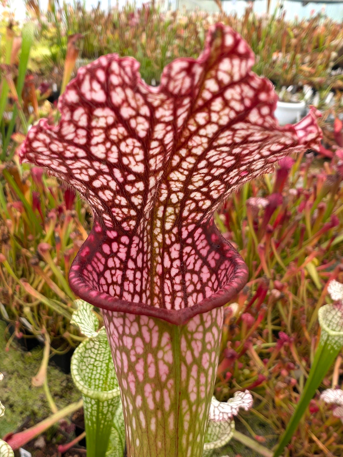 Sarracenia leucophylla SL66 AC