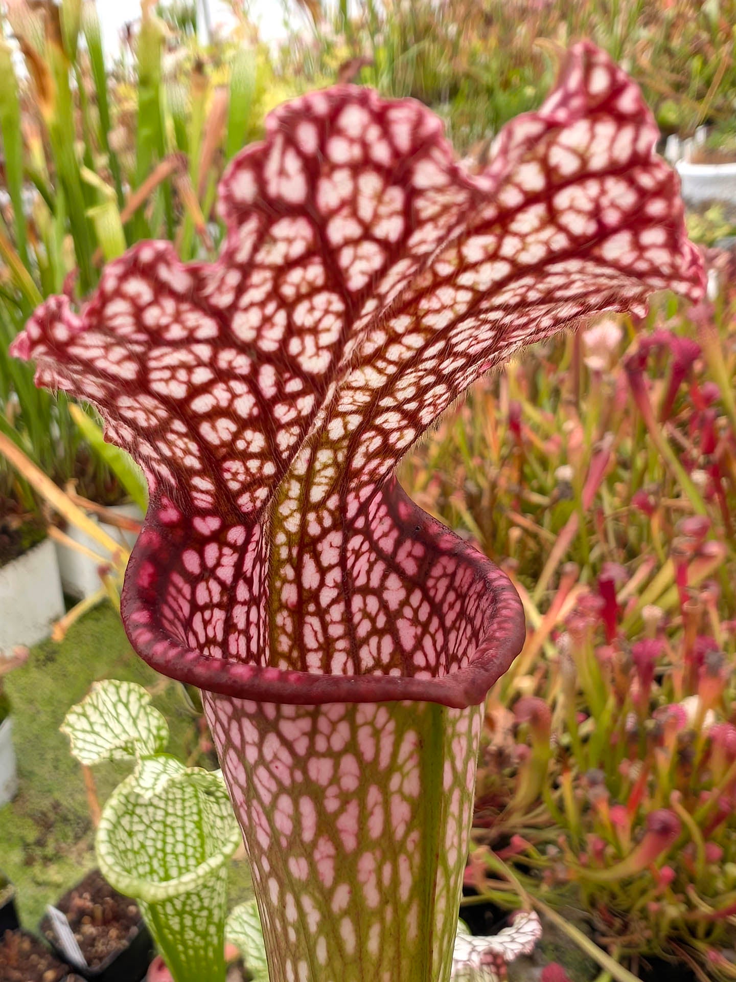 Sarracenia leucophylla SL66 AC