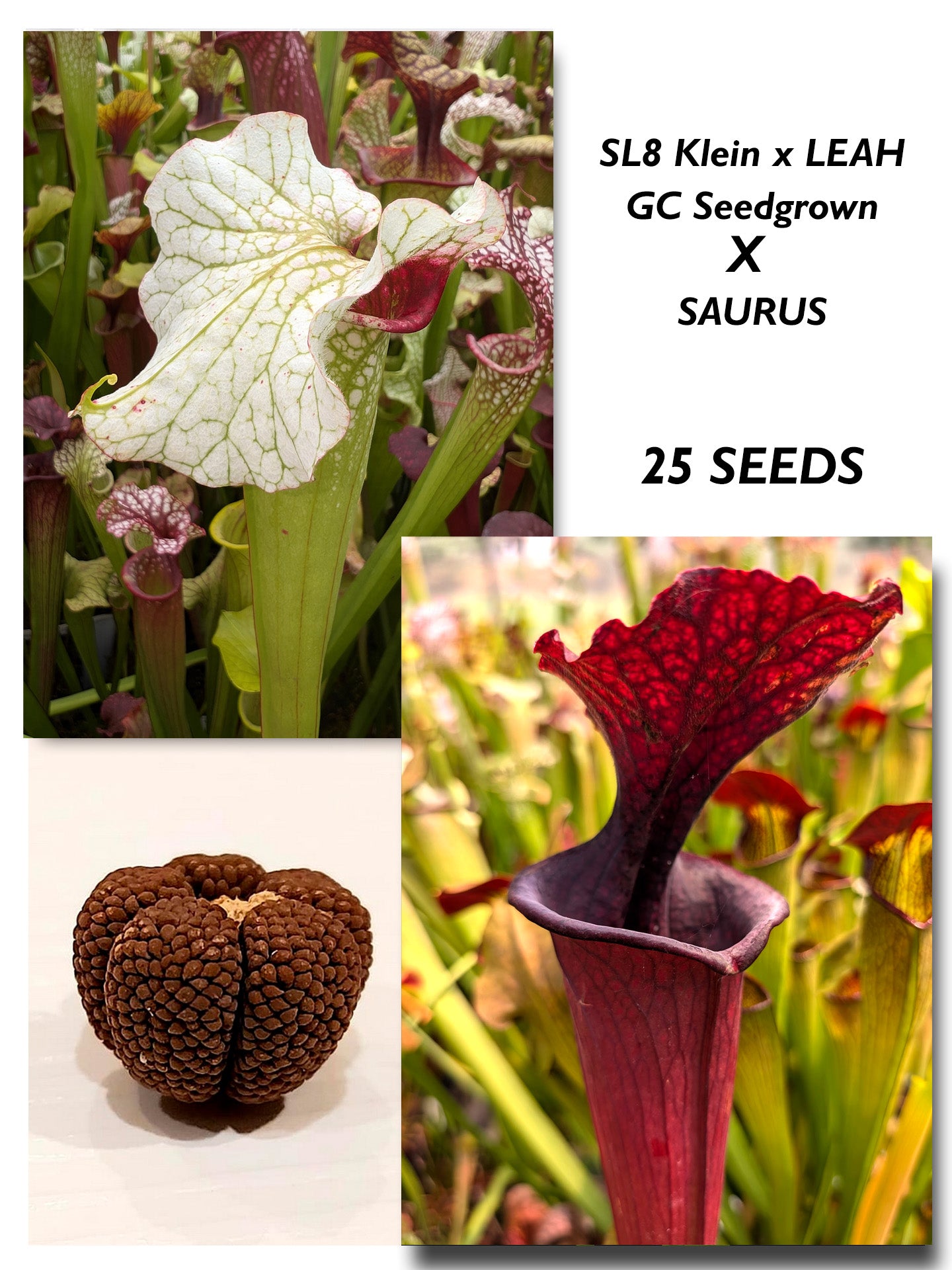 SARRACENIA (SL8 X LEAH GC SEEDGROWN) X 'SAURUS'