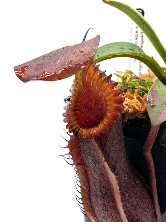 Nepenthes "Smilodon" x hamata
