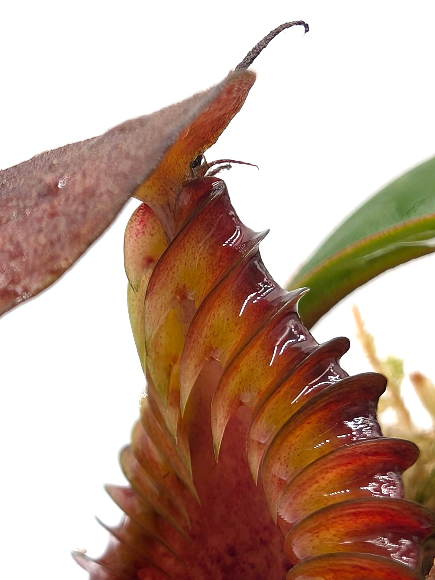 AUCTION 9: Nepenthes 'Smilodon' x edwardsiana Medium Size