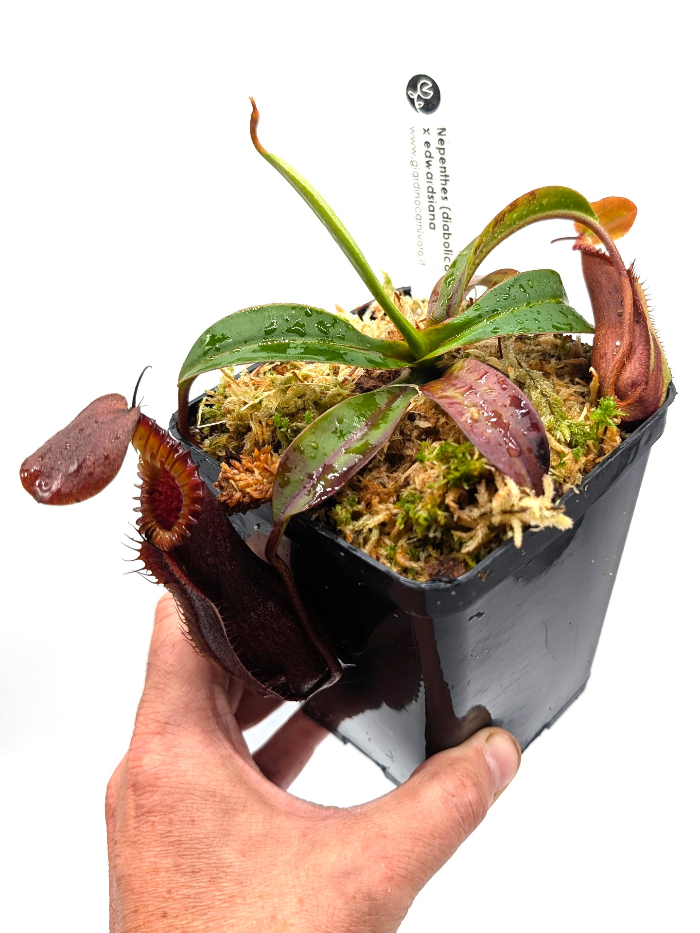 AUCTION 9: Nepenthes 'Smilodon' x edwardsiana Medium Size