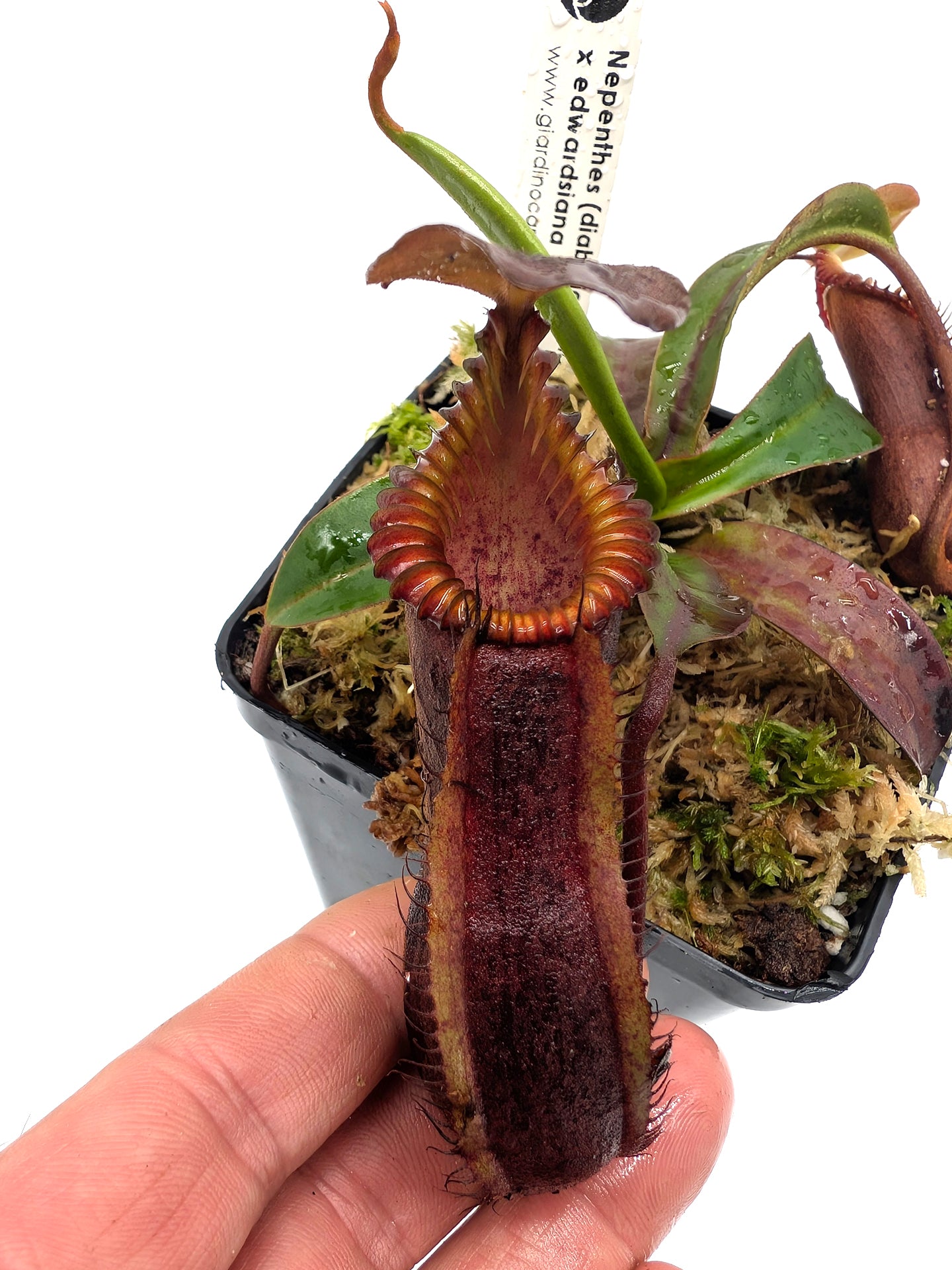 Nepenthes "Smilodon" x edwardsiana