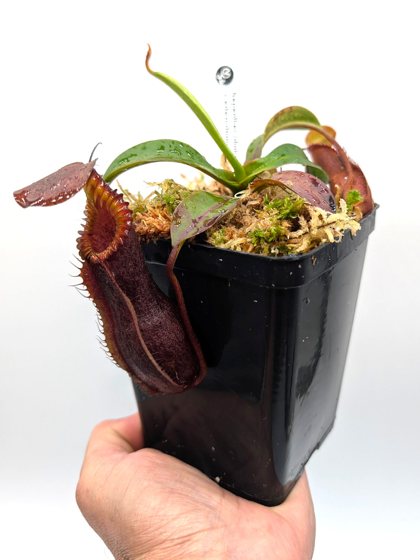 Nepenthes "Smilodon" x edwardsiana