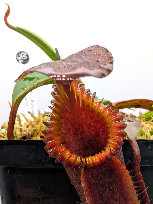 Nepenthes "Smilodon" x edwardsiana