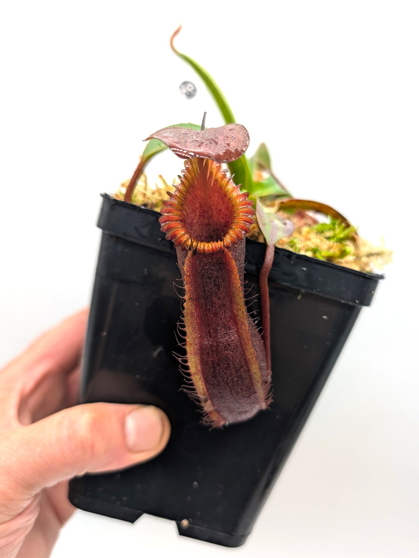 AUCTION 9: Nepenthes 'Smilodon' x edwardsiana Medium Size