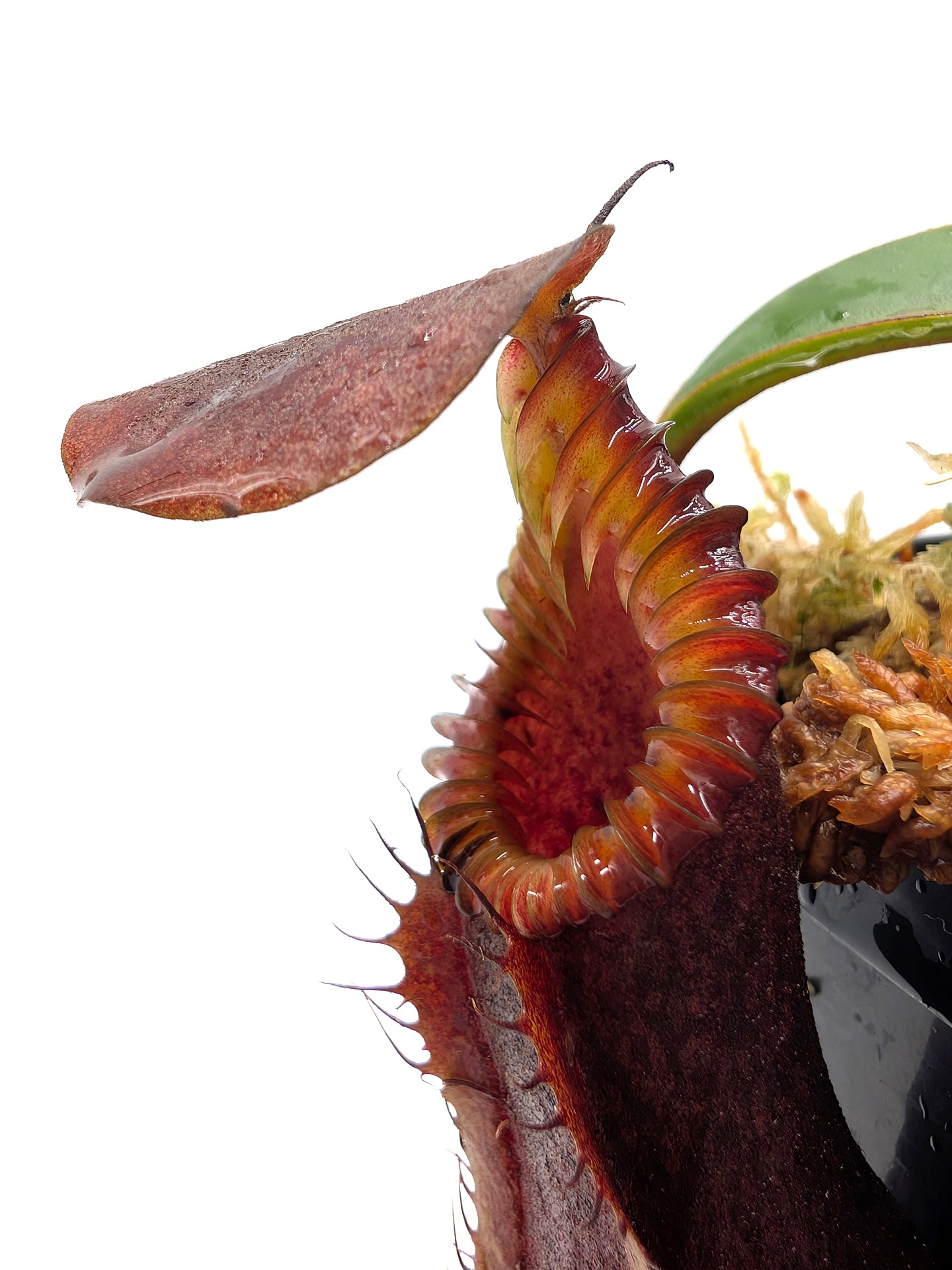 Nepenthes "Smilodon" x edwardsiana