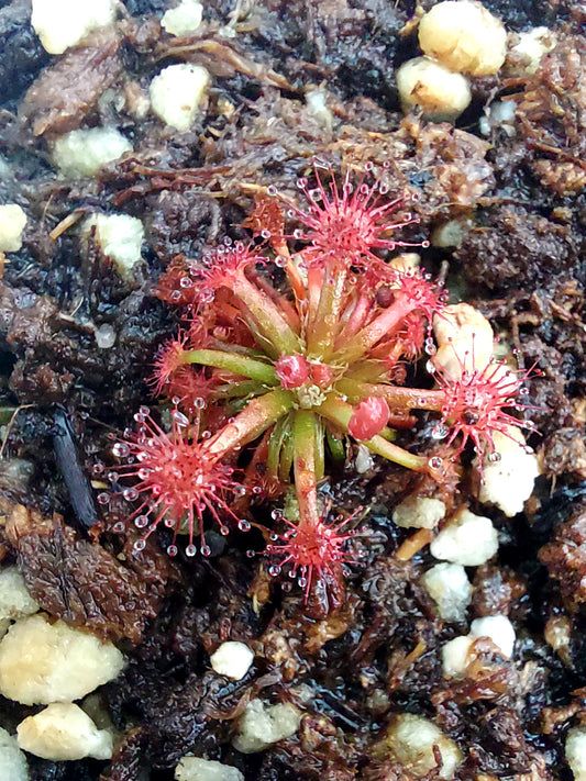 Drosera solaris Mt Maringma Pakaraima Mountains, Guyana