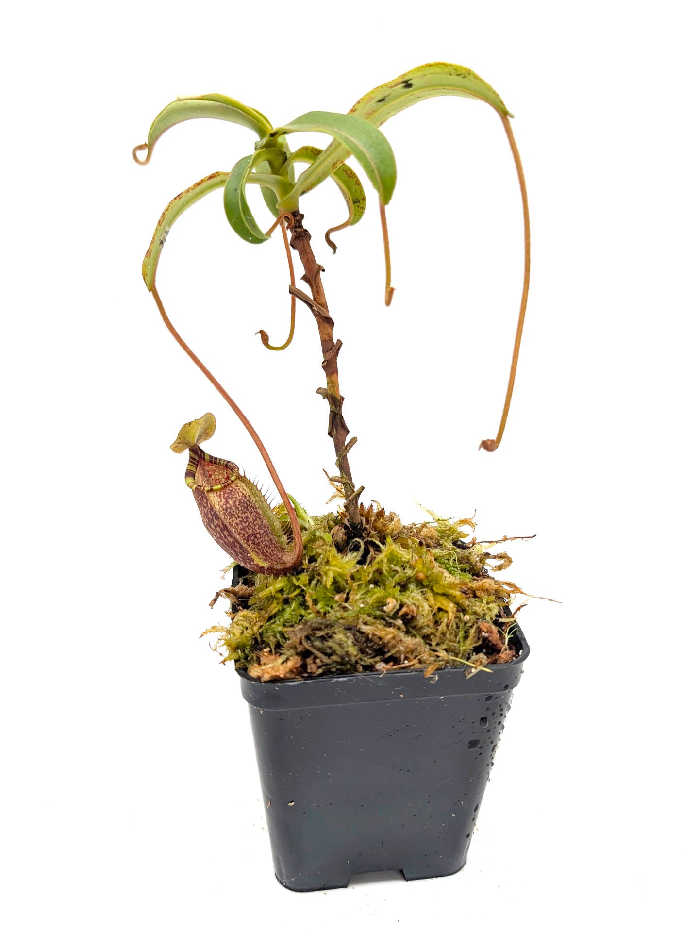 Nepenthes spectabilis „Giant“ x undulatifolia