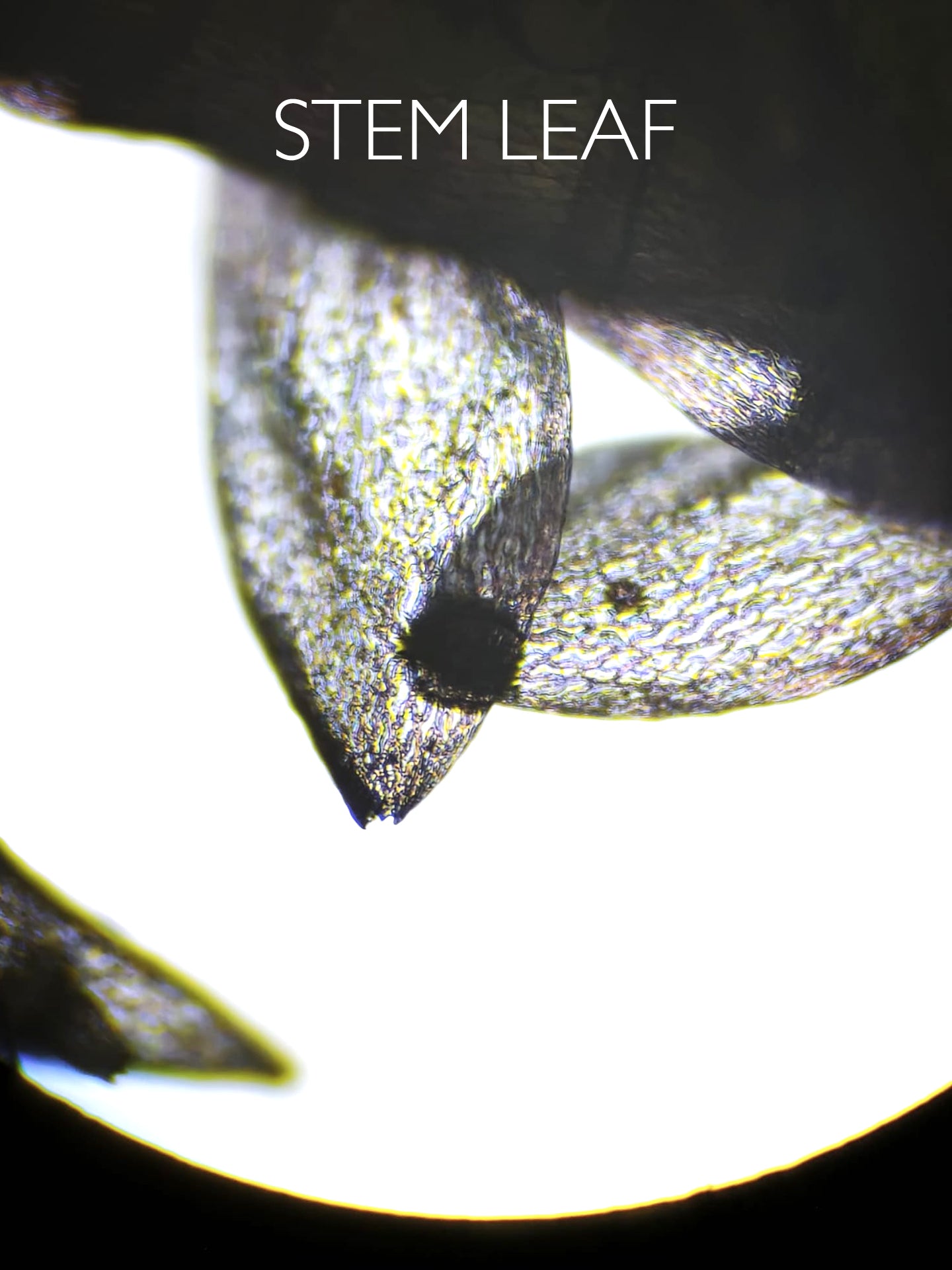 Live sphagnum: Sphagnum rubellum