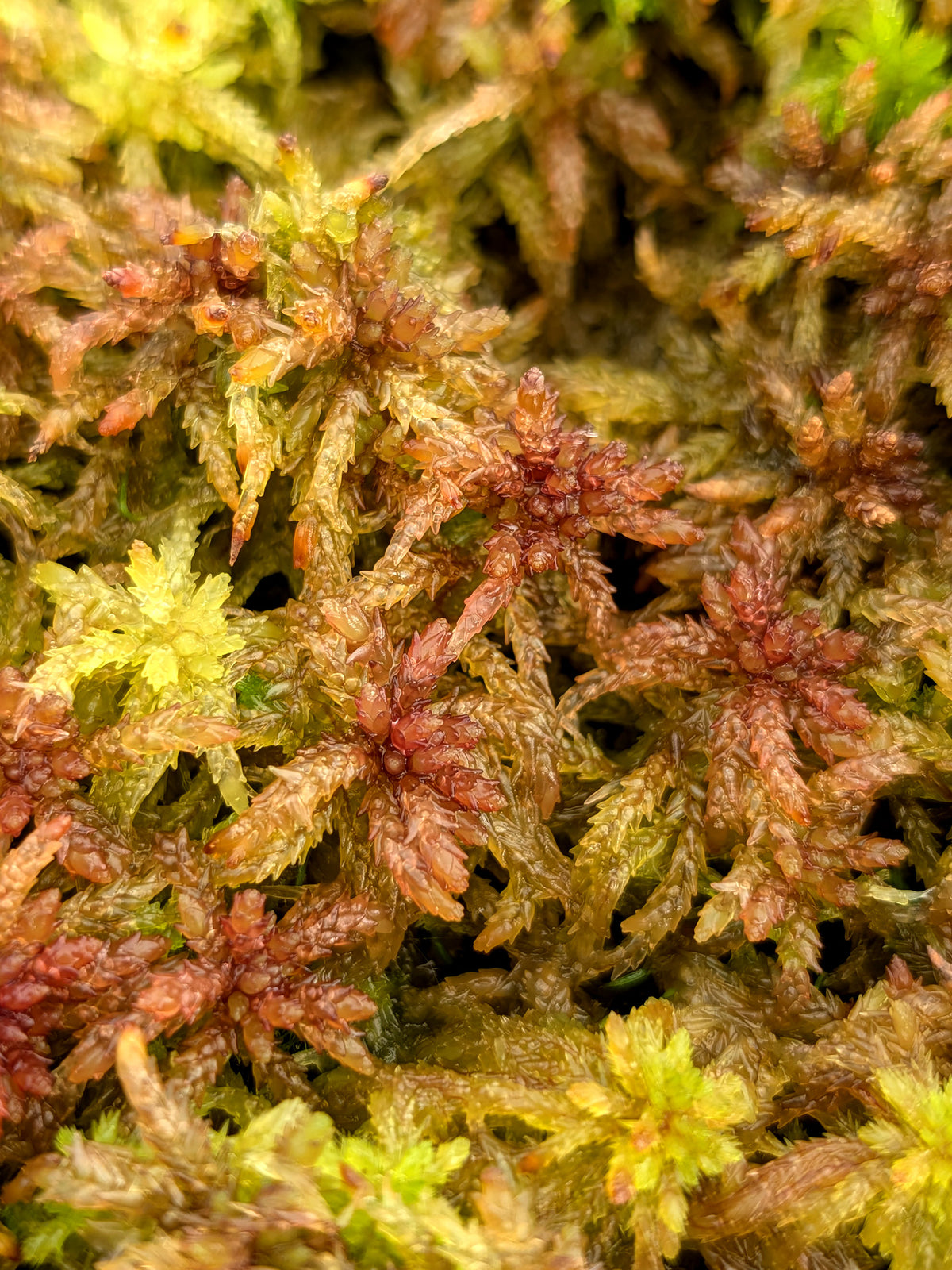 Lebendes Sphagnum: Sphagnum divinum Alpenform