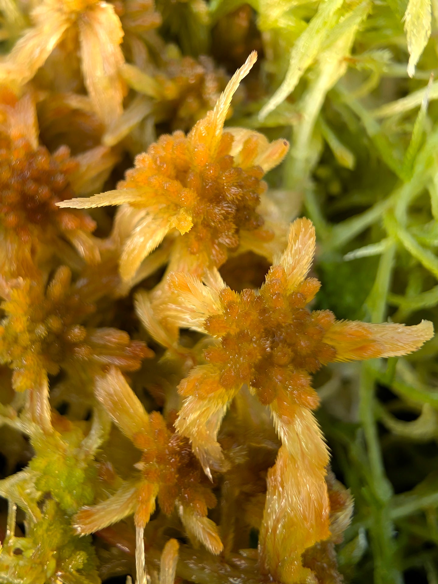 Lebendes Sphagnum: Sphagnum fallax