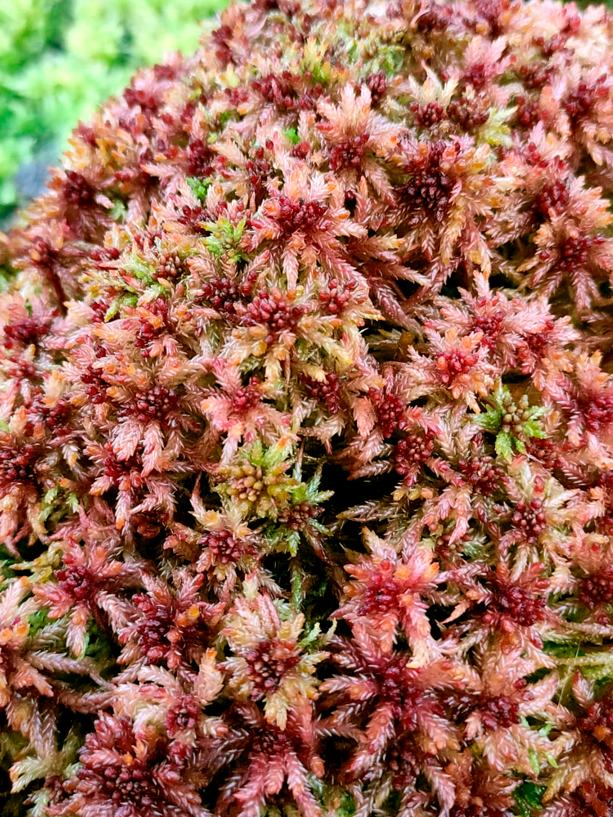 Live sphagnum : Sphagnum centrale Alpine Form