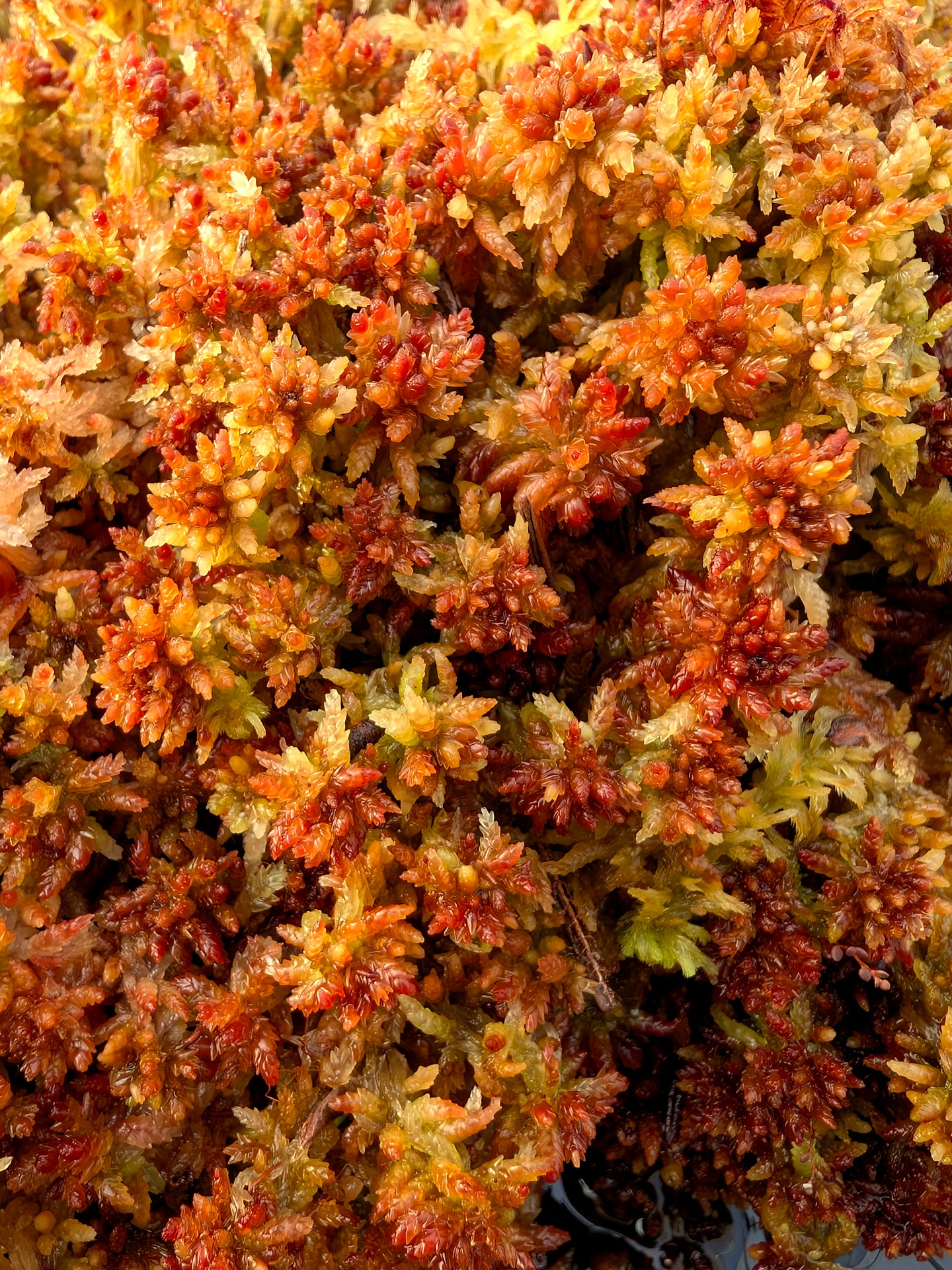 Lebendes Sphagnum: Sphagnum divinum Nordeuropäische Form