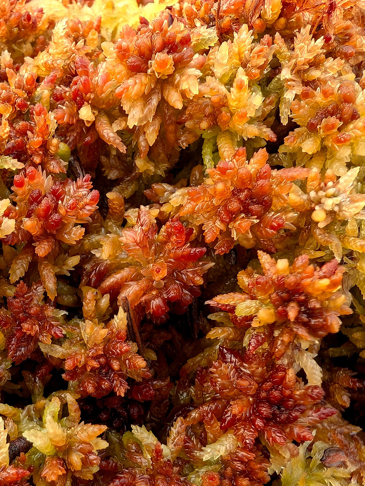 Sfagno vivo : Sphagnum divinum Forma del Nord Europa