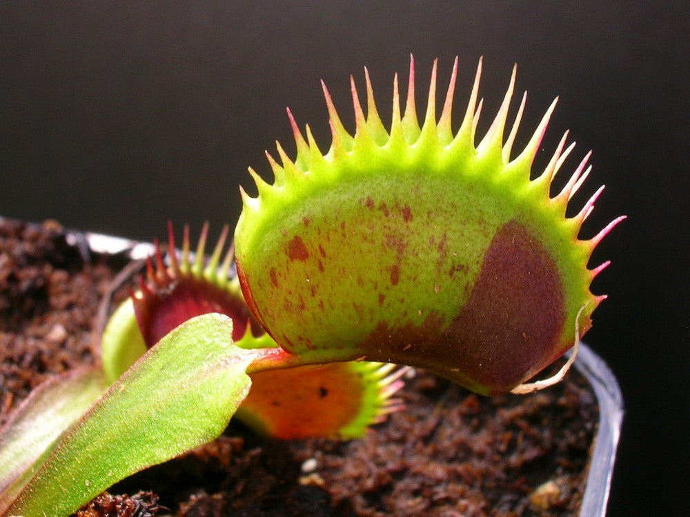 Dionaea muscipula Spotty