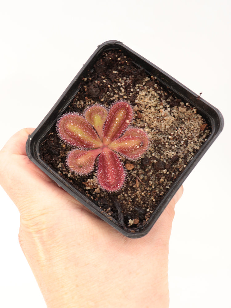 Drosera erythrorhiza squamosa "Laterite growing"