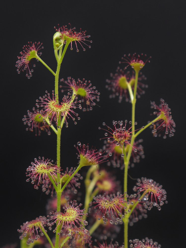 Drosera stolonifera Dark Green Form x stolonifera Mattner