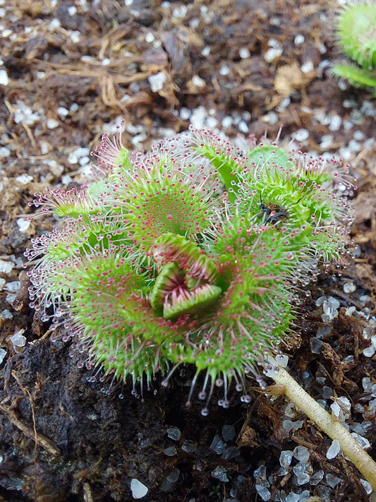 Drosera stolonifera ssp. compacta Katanning, WA