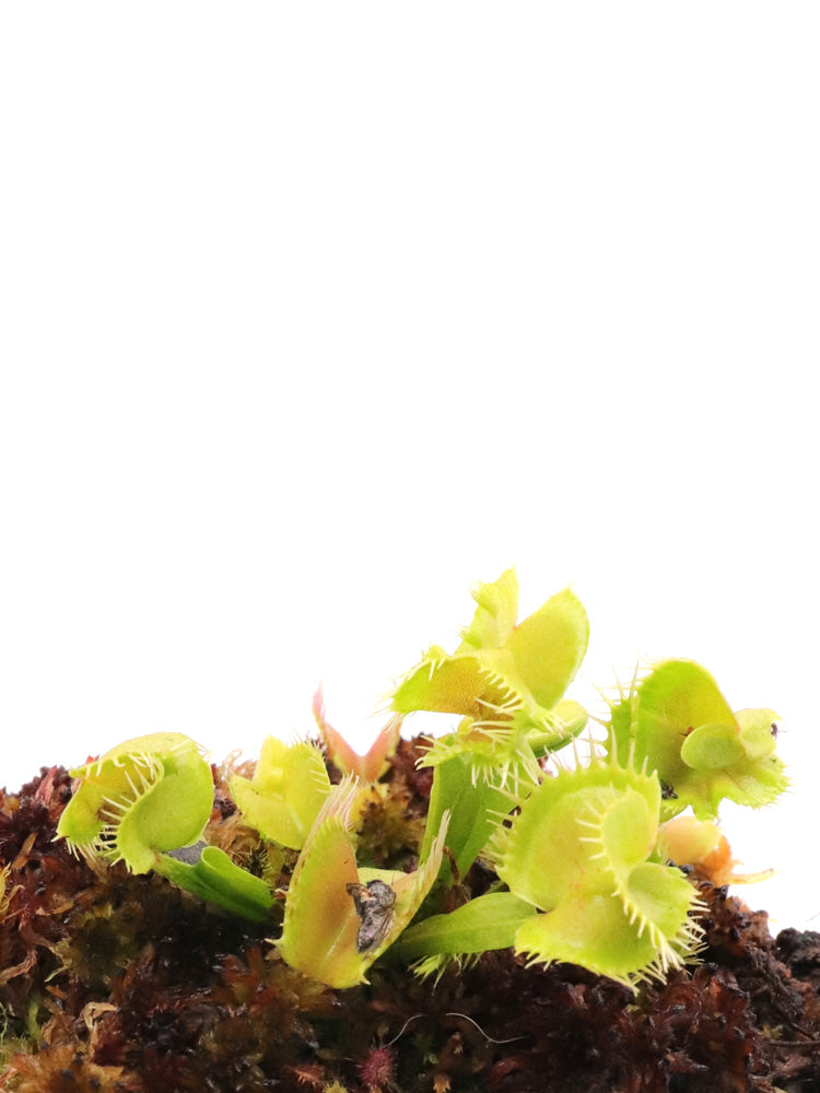 Dionaea muscipula Supay
