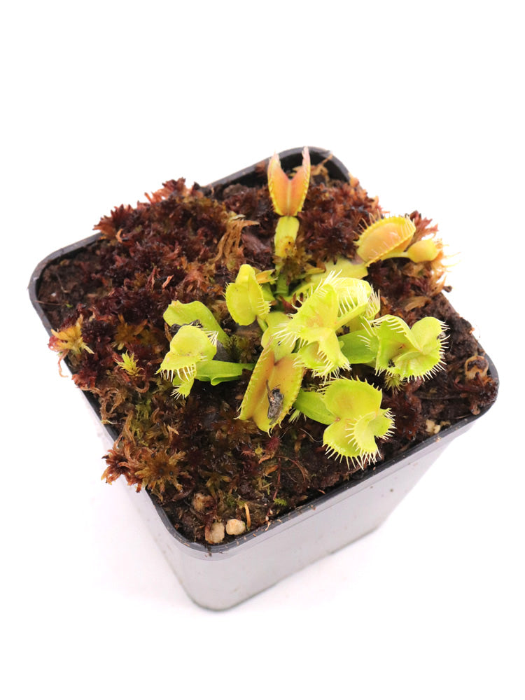 Dionaea muscipula Supay
