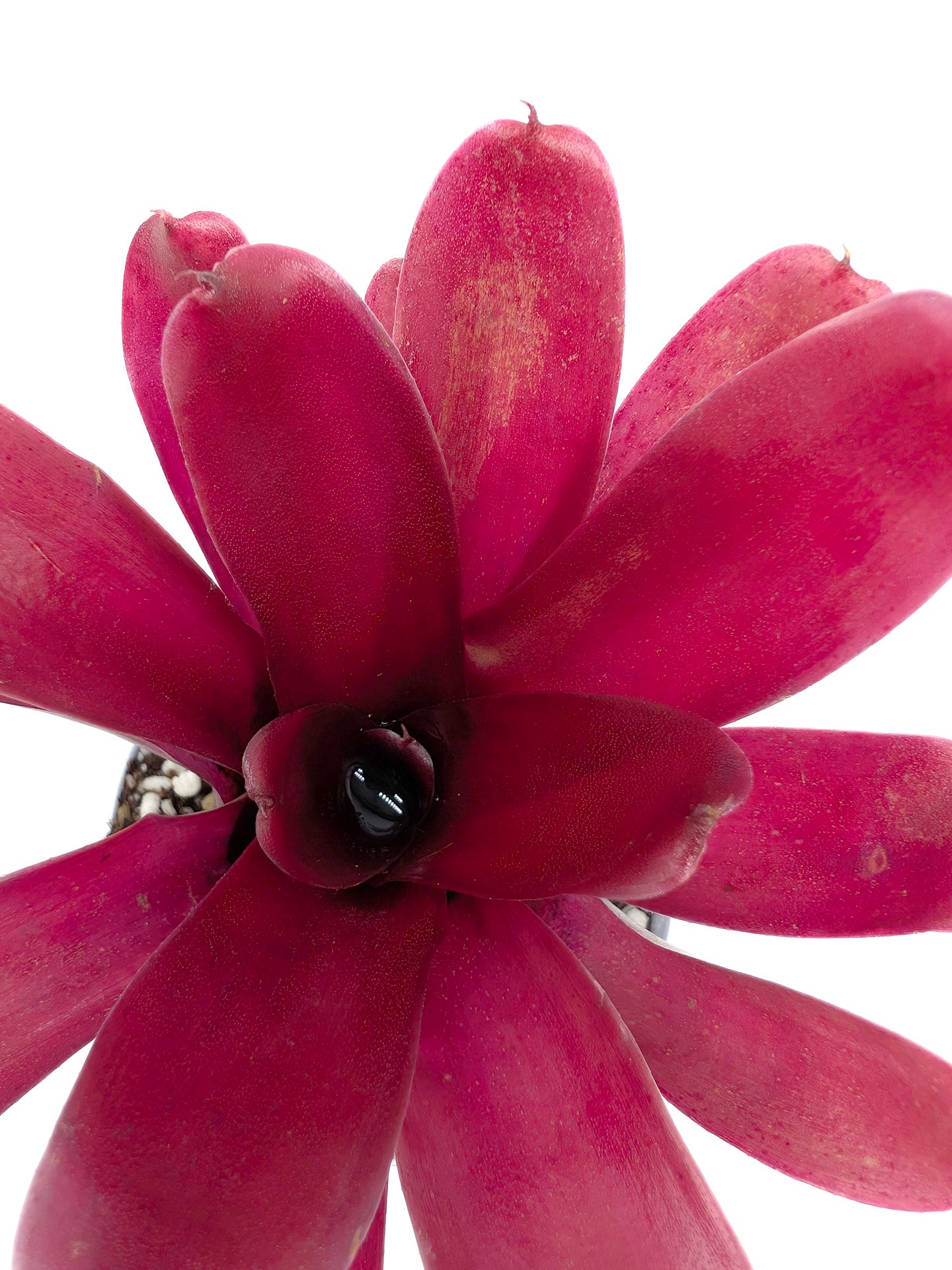 Neoregelia Super Fireball