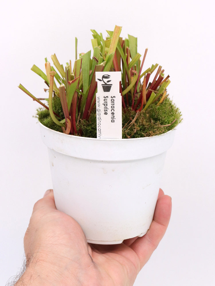 2 Vasi di SARRACENIA SURPRISE  A 25€ - 2 Vasi Folti diametro 12 cm