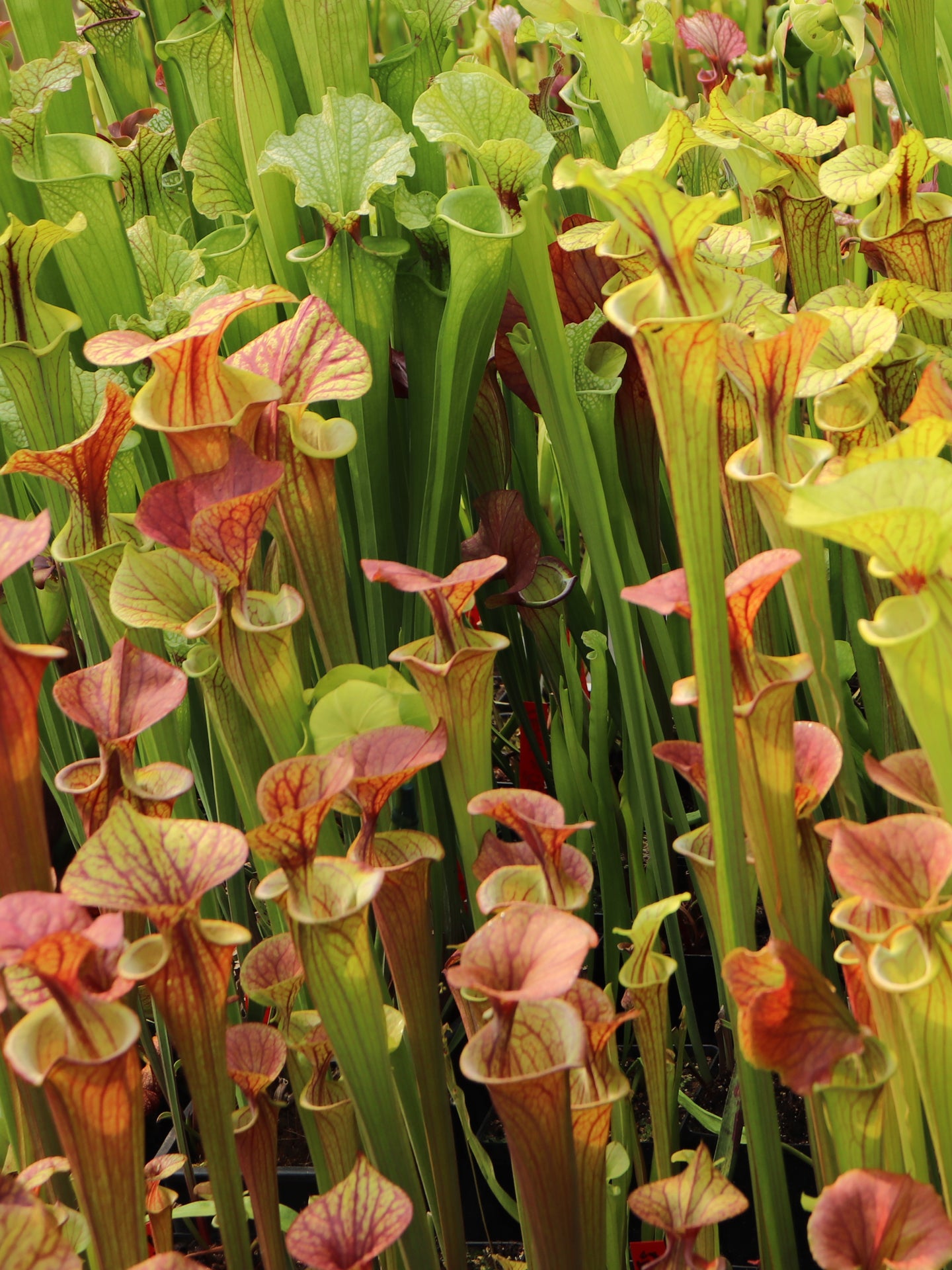 2 Vasi di SARRACENIA SURPRISE  A 25€ - 2 Vasi Folti diametro 12 cm