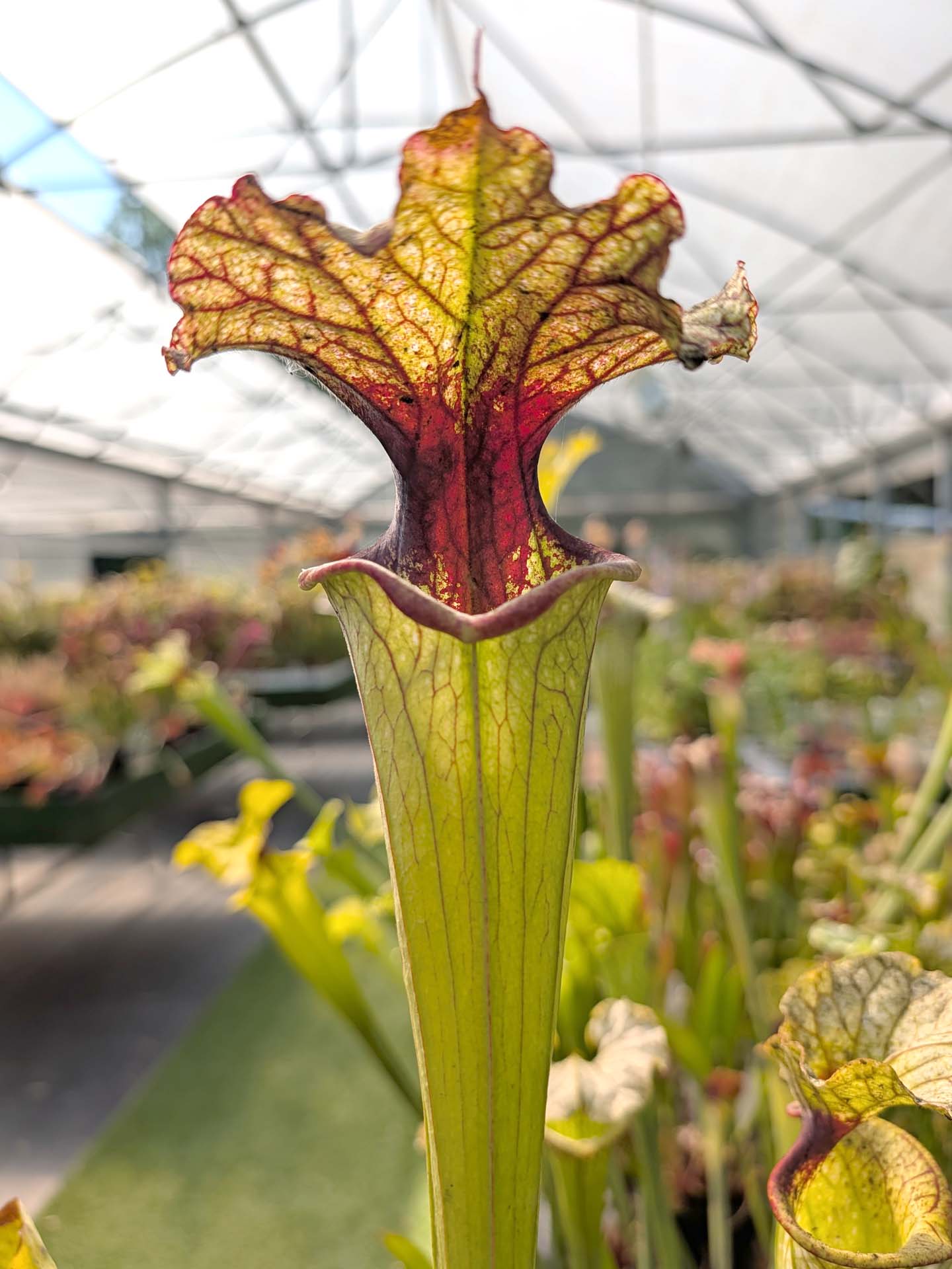 Sarracenia x moorei "Deep red veined pitchers Red splotch on the throat" SXM12 AC