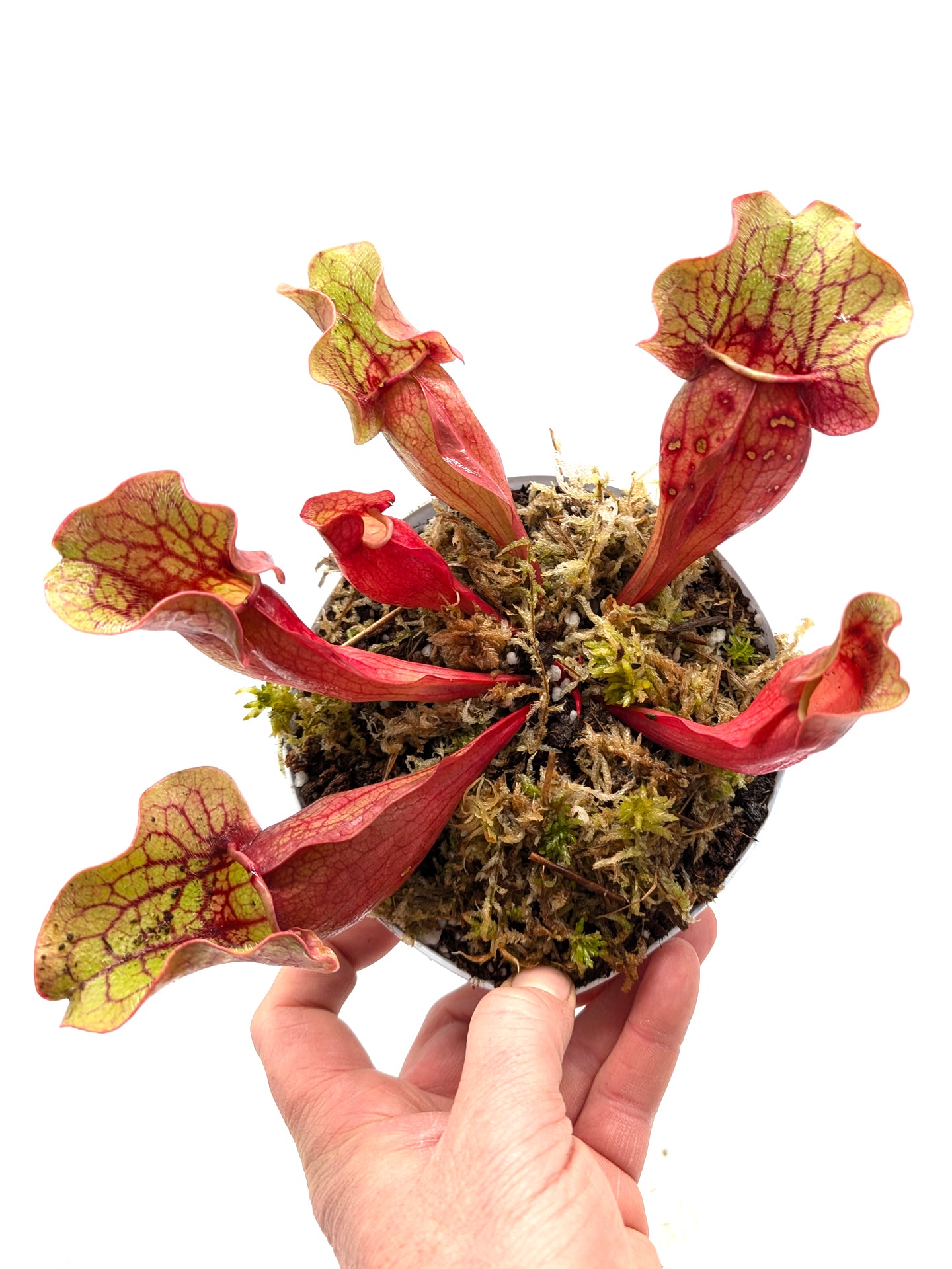Sarracenia purpurea ssp. venosa  Tattnall Co x "Buddha Belly"