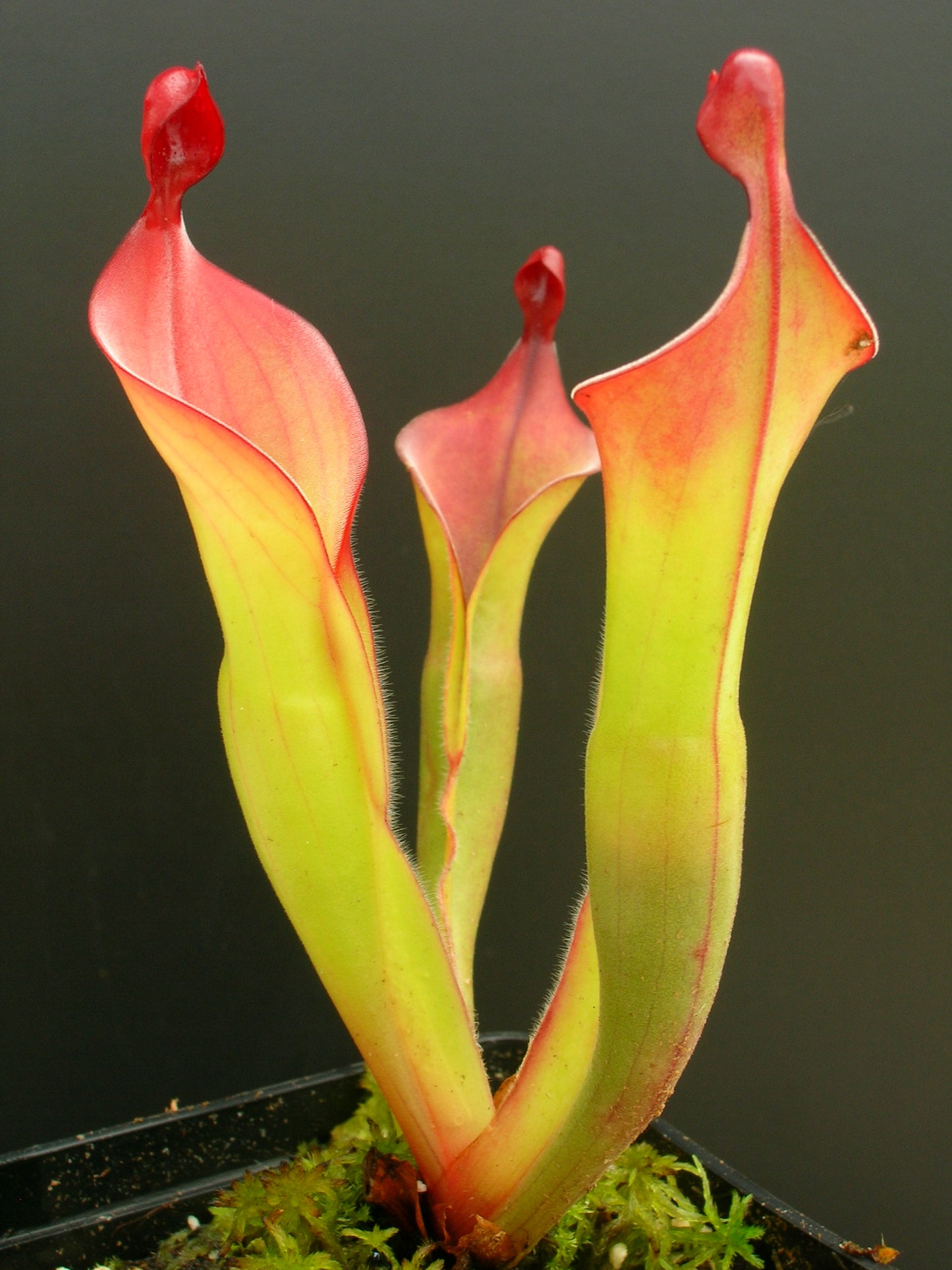 Heliamphora "Tequila"
