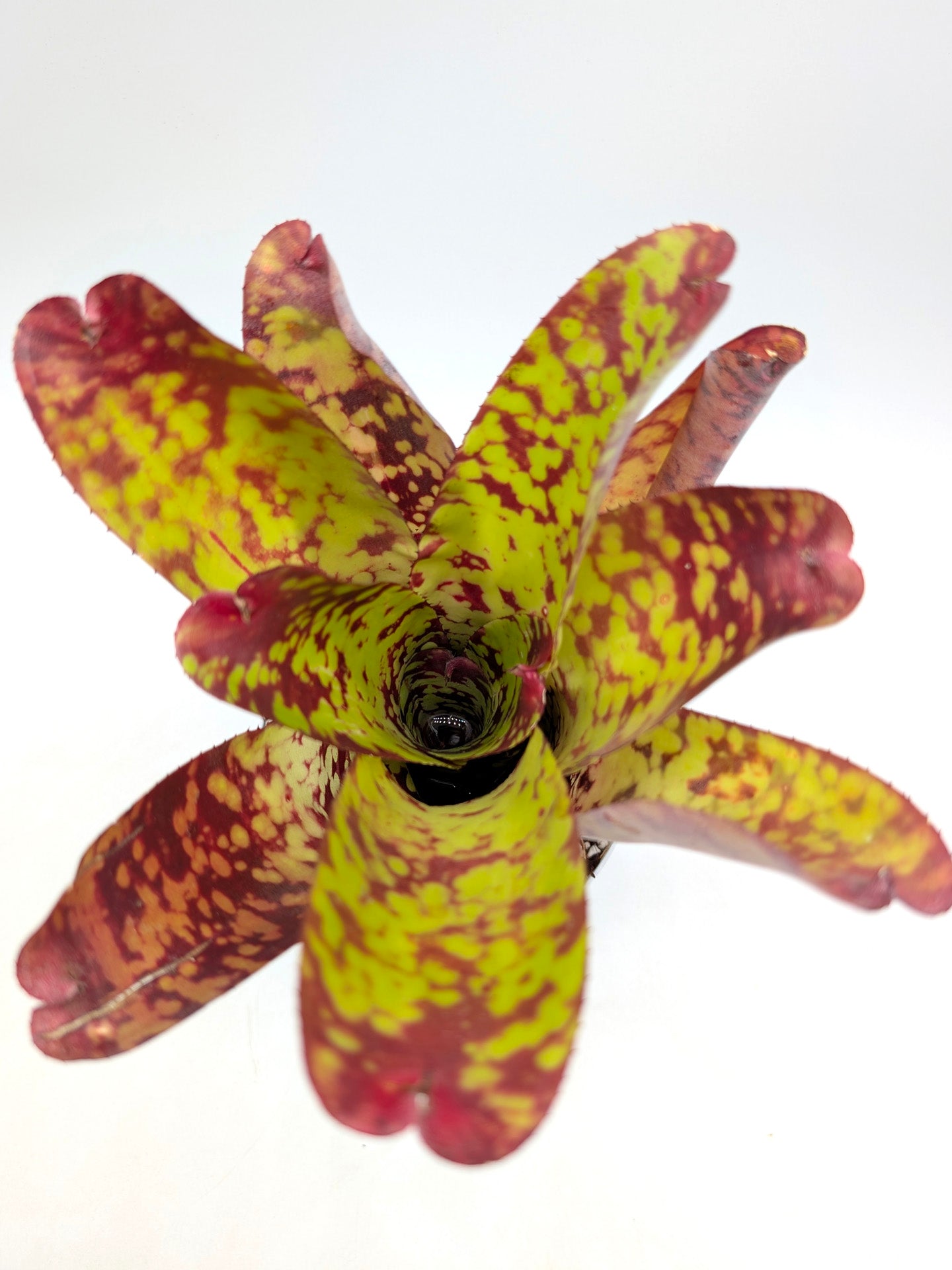 Neoregelia Tequila
