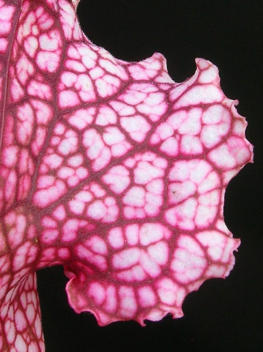 Sarracenia "Pink thing"