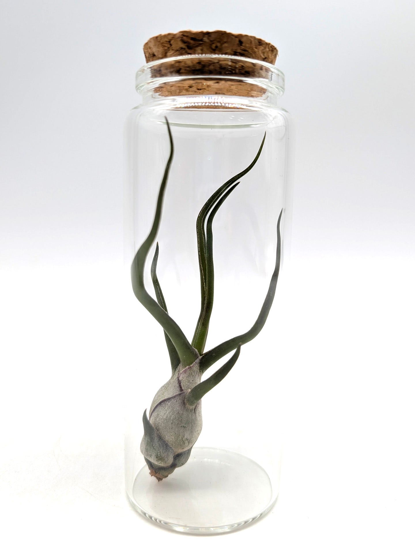 Tillandsia bulbosa Glass Tube