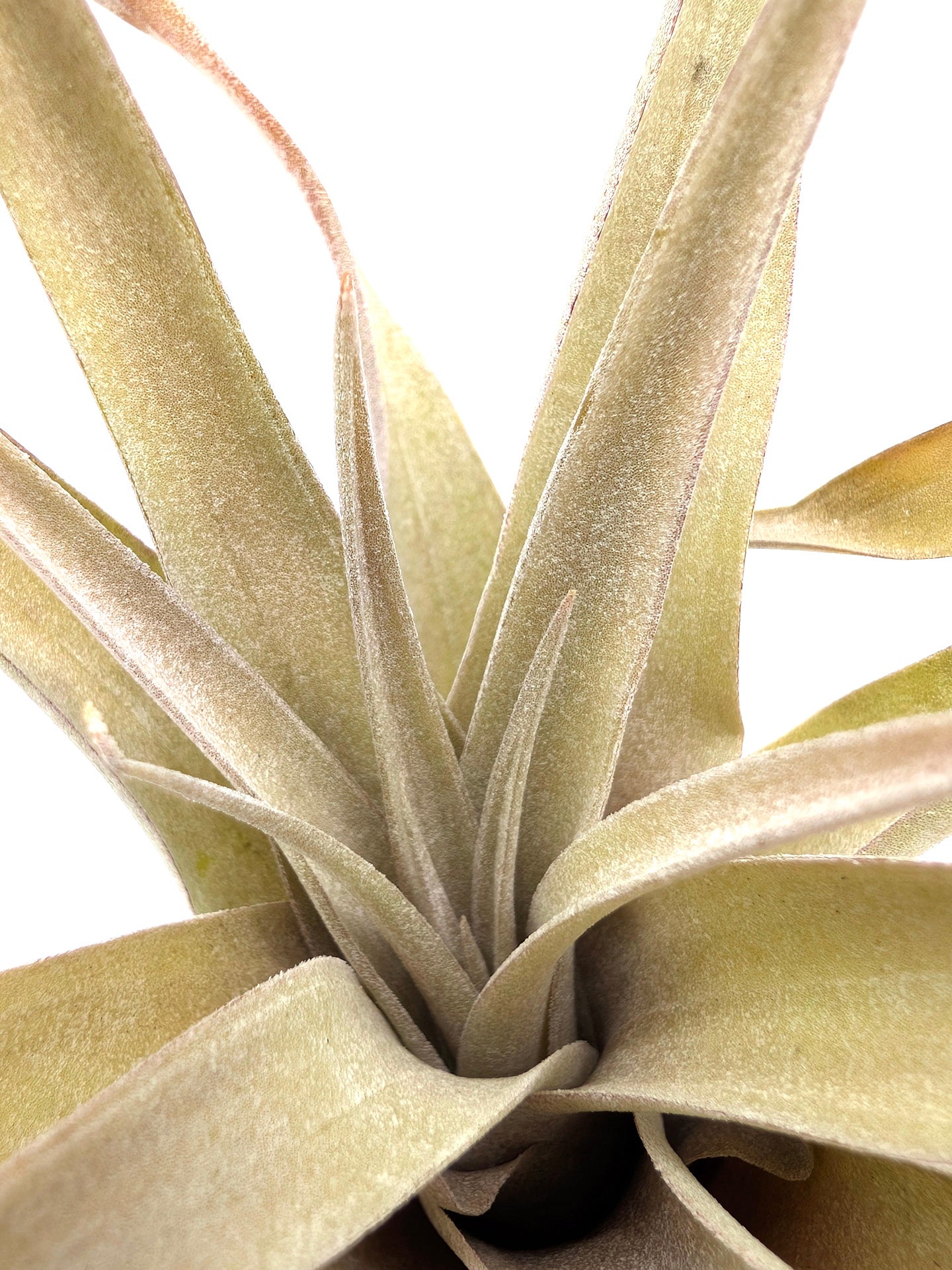 Tillandsia capitata "Peach Red"