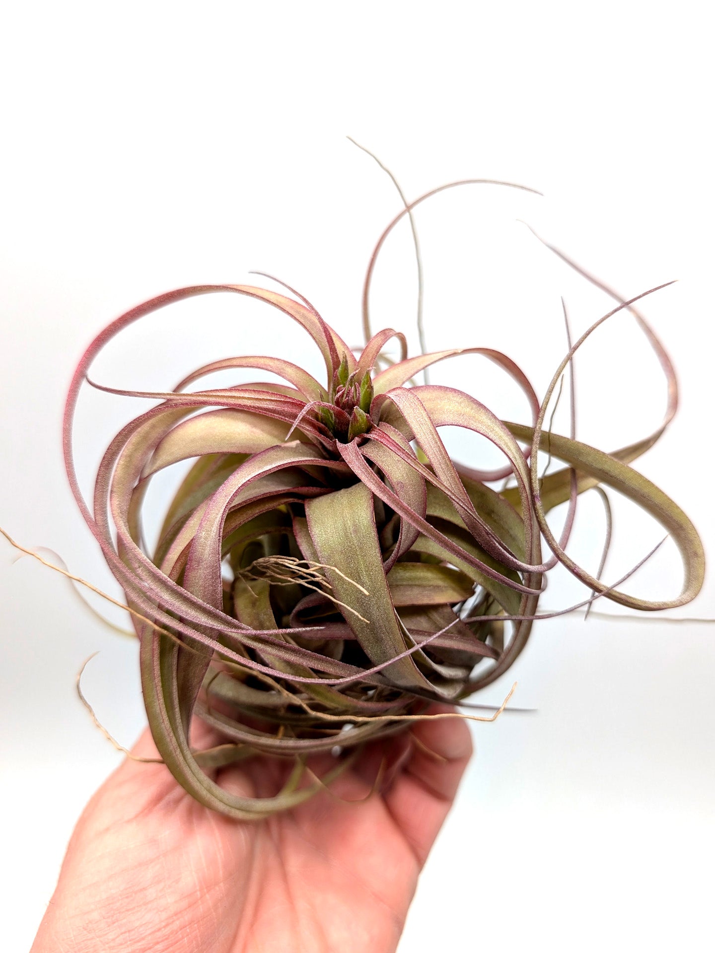 Tillandsia Eric Knobloch Large Size