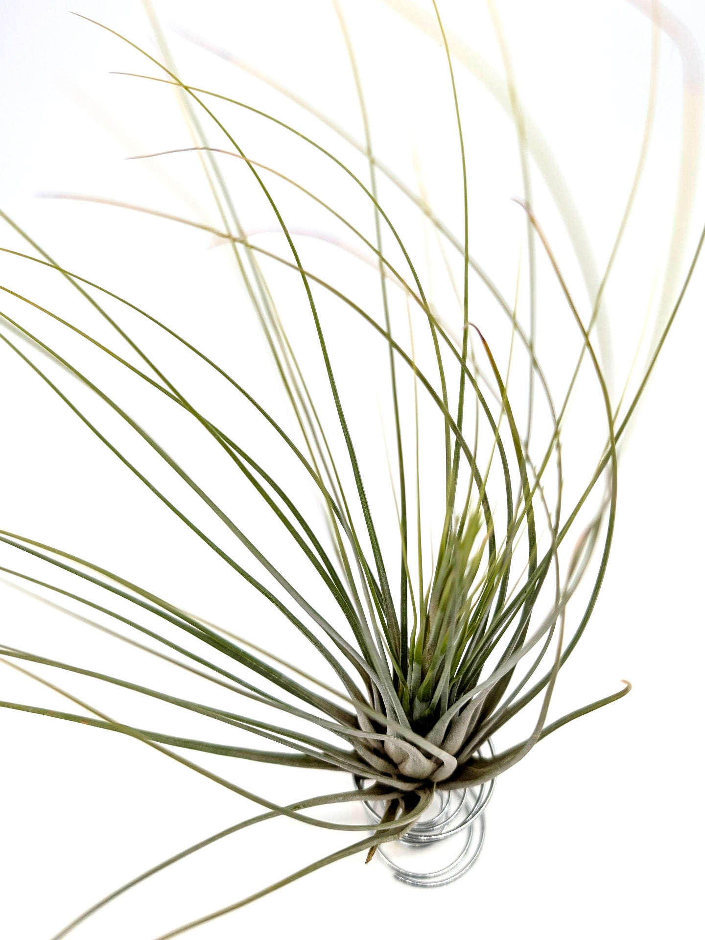 Tillandsia juncifolia
