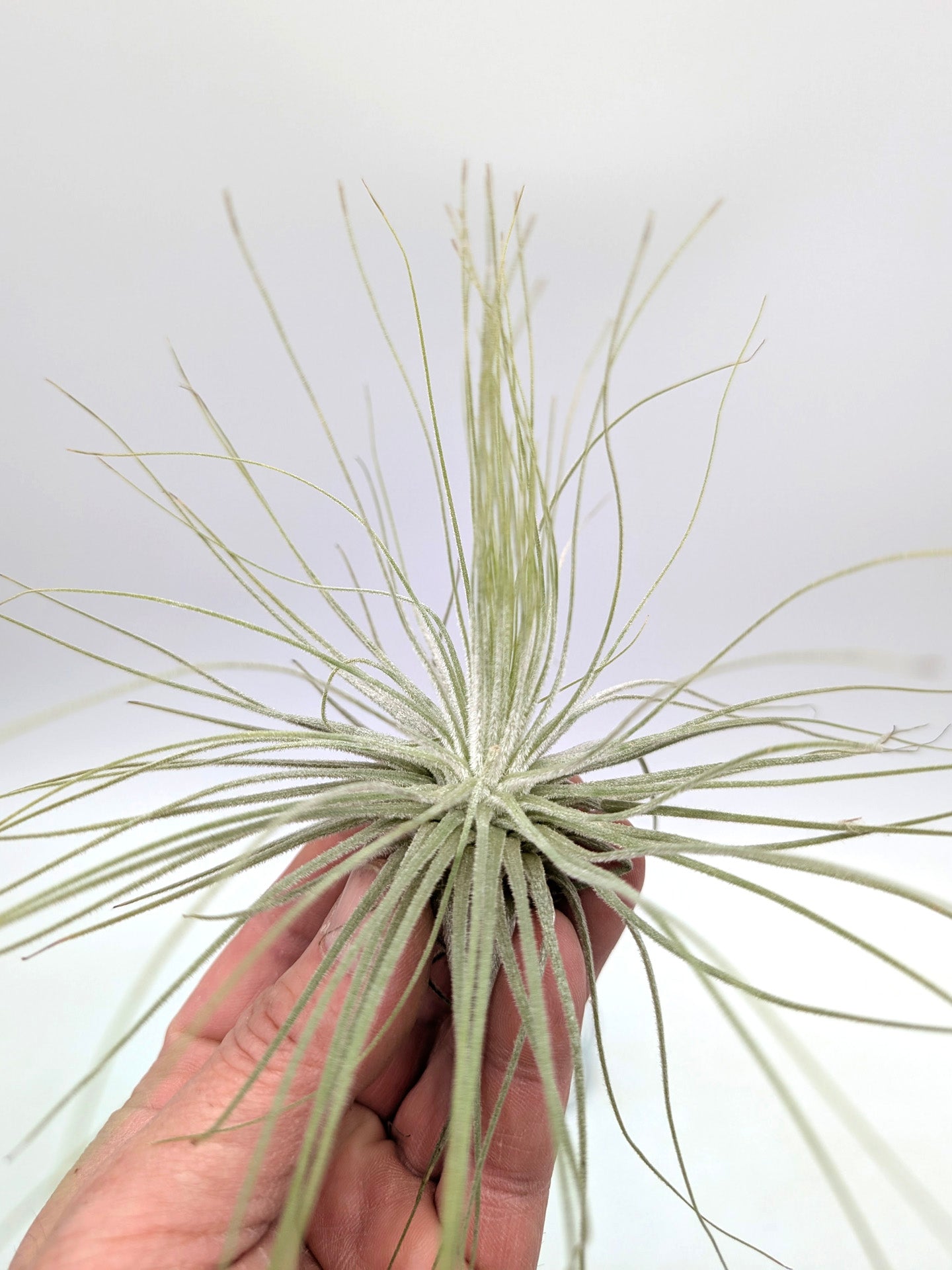 Tillandsia magnusiana